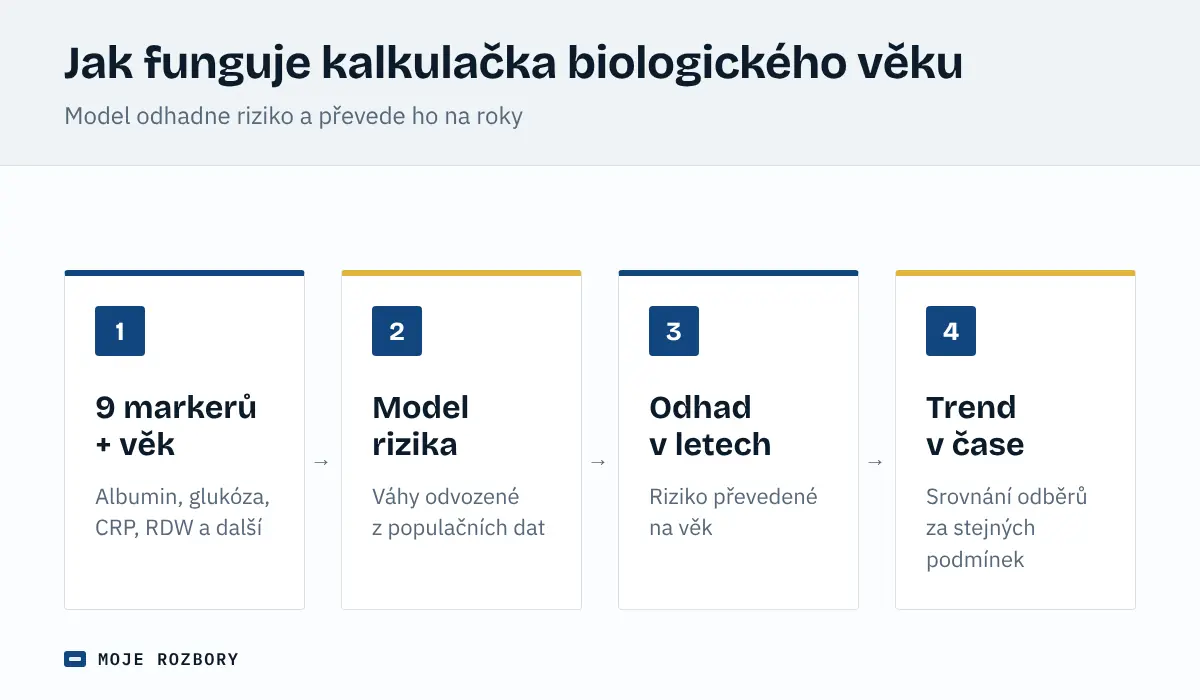 Schéma kalkulačky biologického věku: devět markerů a kalendářní věk vstupují do modelu rizika, výsledkem je odhad v letech a jeho trend v čase
