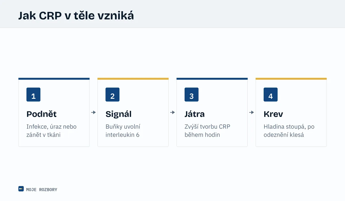 Schéma vzniku CRP ve čtyřech krocích od podnětu přes signální látky a játra až ke zvýšení hladiny v krvi