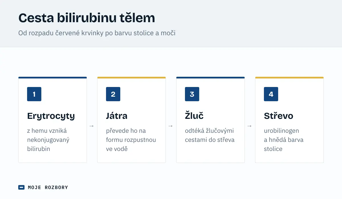 Schéma cesty bilirubinu od rozpadu červených krvinek přes játra a žluč do střeva