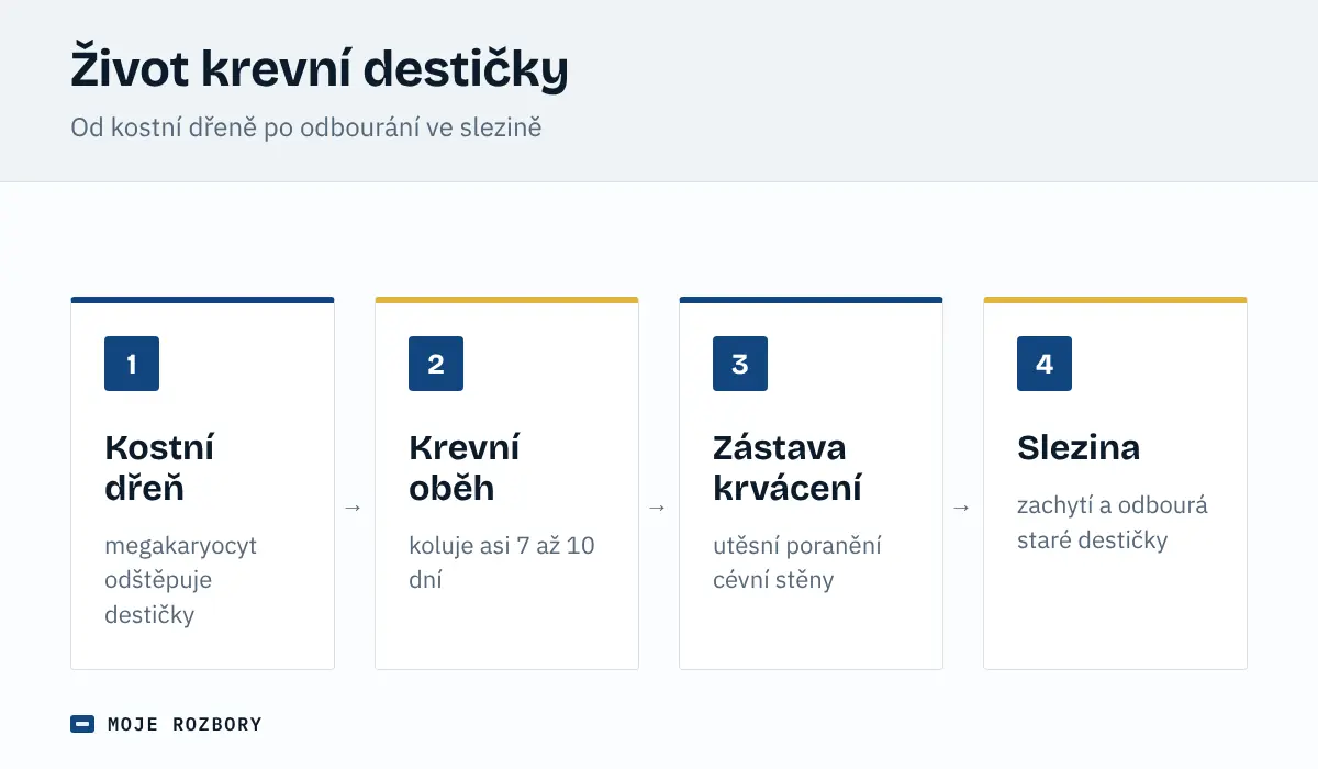Schéma života krevní destičky od vzniku v kostní dřeni přes krevní oběh a zástavu krvácení po odbourání ve slezině